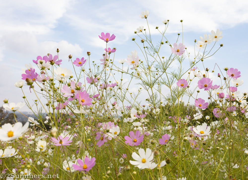 Delta Park cosmos