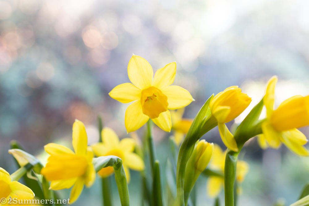 Daffodils