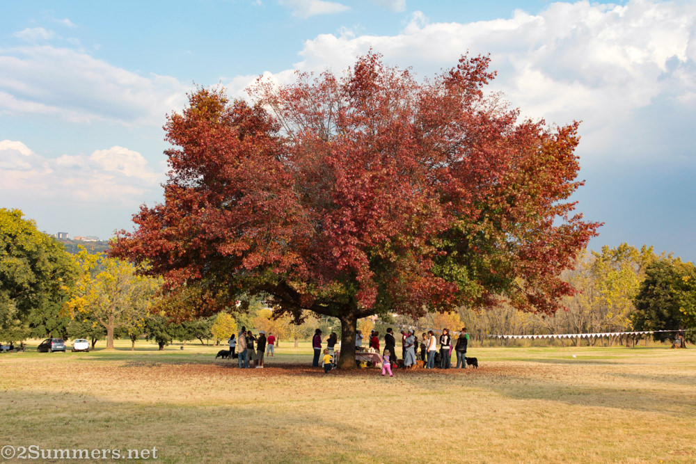 Tree in Delta Park