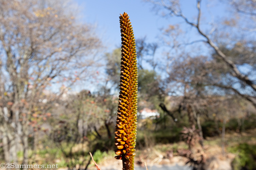 Aloe in the Wilds