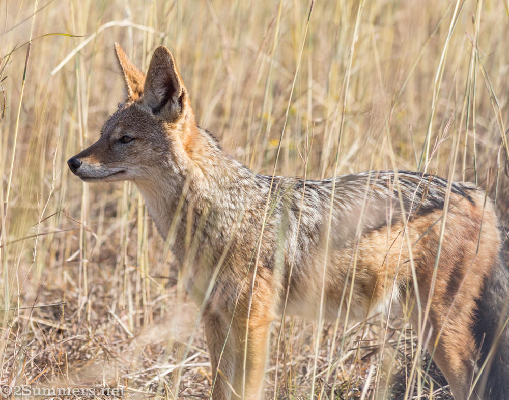 Jackal in Dinokeng, 30 minutes from Pretoria in Gauteng province