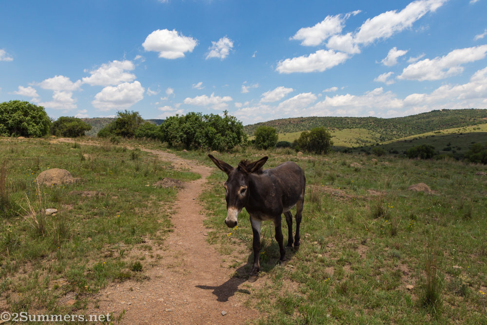 Donkey on Hennops trail in Gauteng province