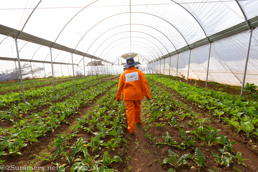 Refiloe Molefe farming at Bertrams Inner City Farm