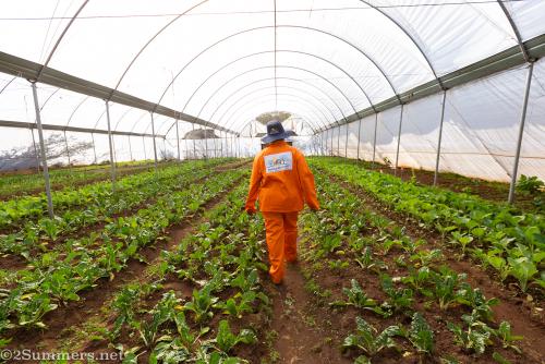 Refiloe Molefe farming at Bertrams Inner City Farm