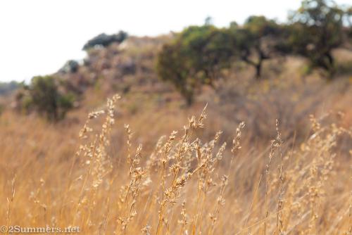 Grass on the Melville Koppies