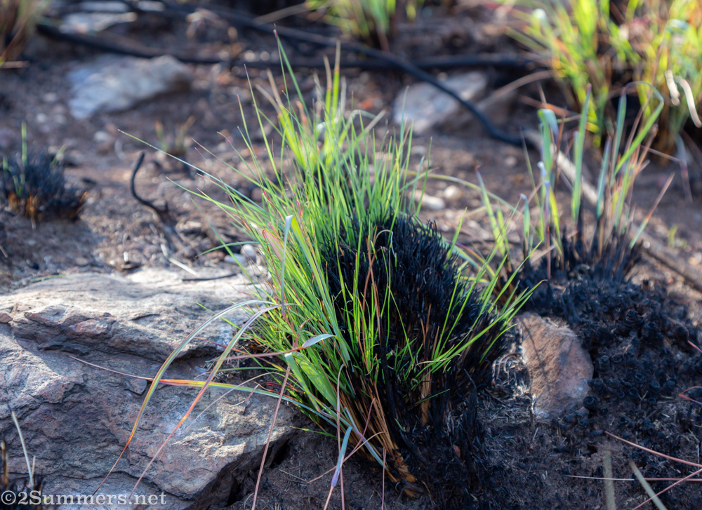 Grass burned by fire