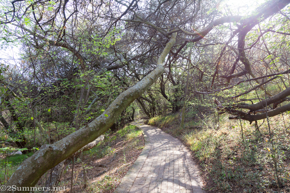 Indigenous forest in the koppies