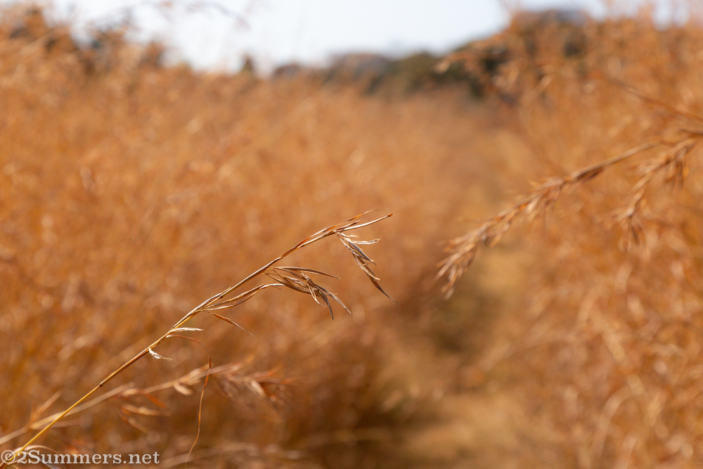 Grass on the Koppies