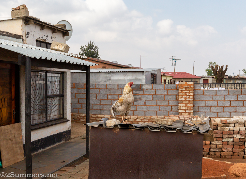 Rooster in Thokoza