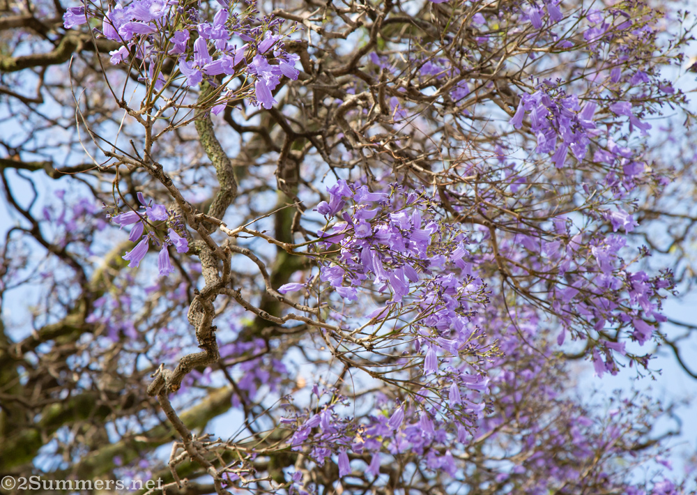 Jacarandas in Melville