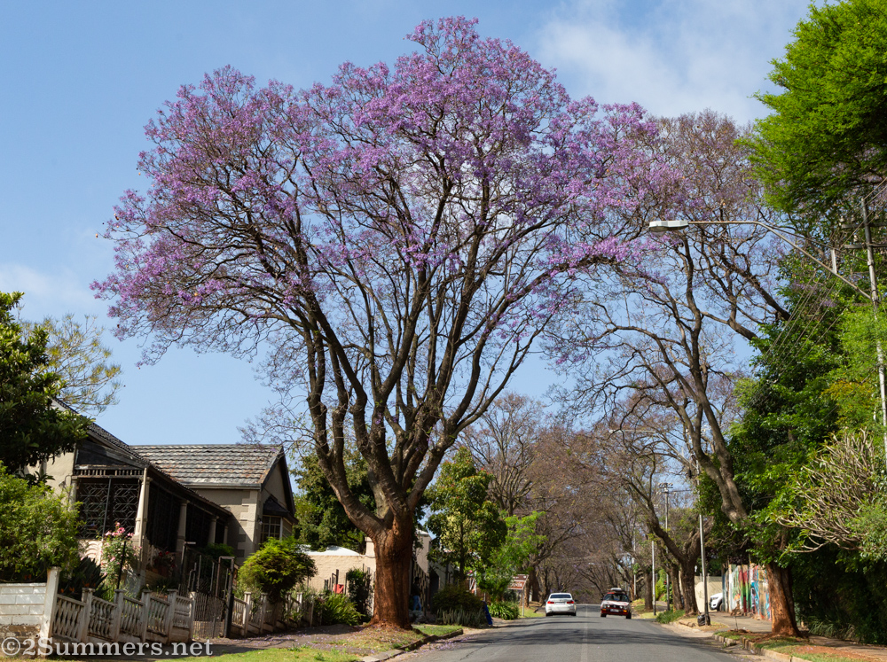 Jacaranda tree in Melville, October 2020