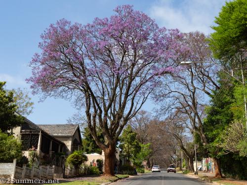 Jacaranda tree in Melville, October 2020
