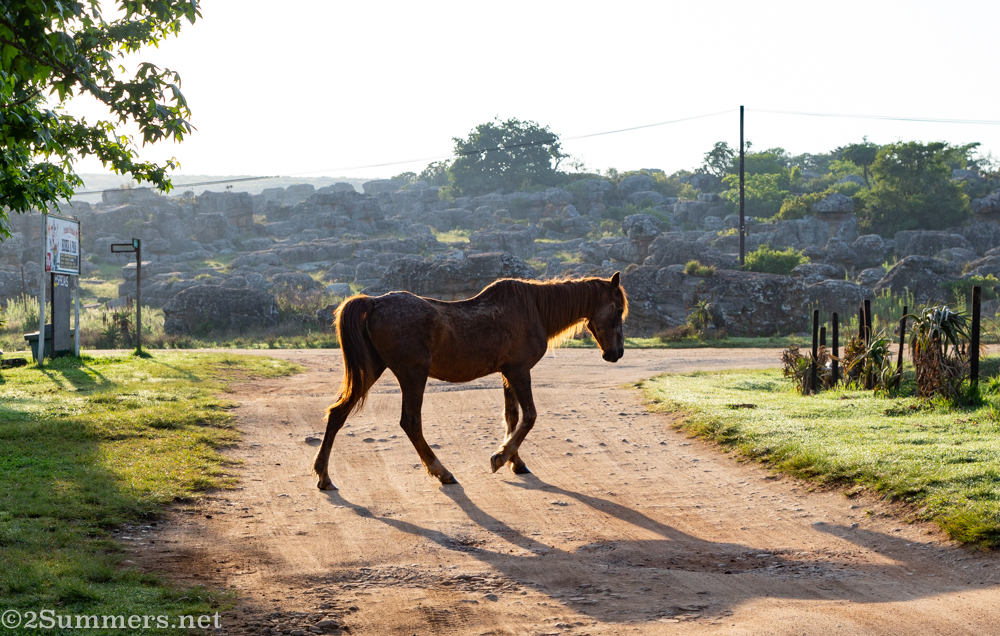 Horse-crossing