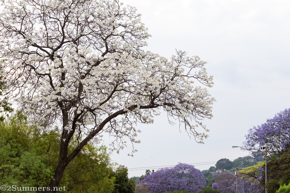 Whit jacaranda tree