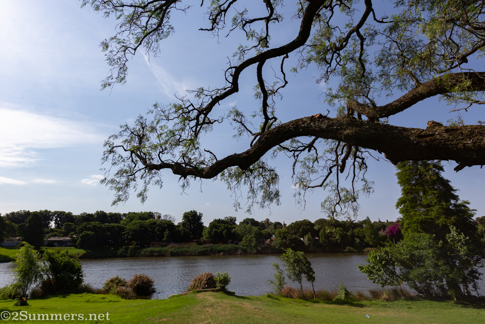 Pepper tree and Westdene Dam