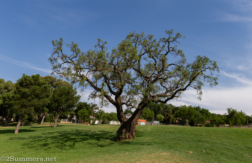 Pepper tree at Westdene Dam