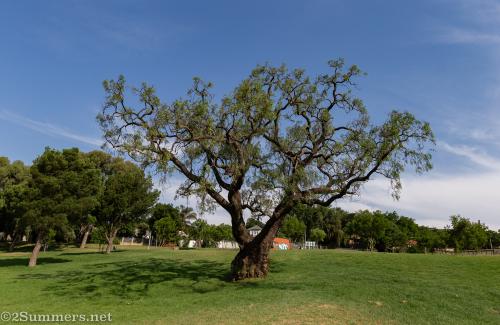 Pepper tree at Westdene Dam