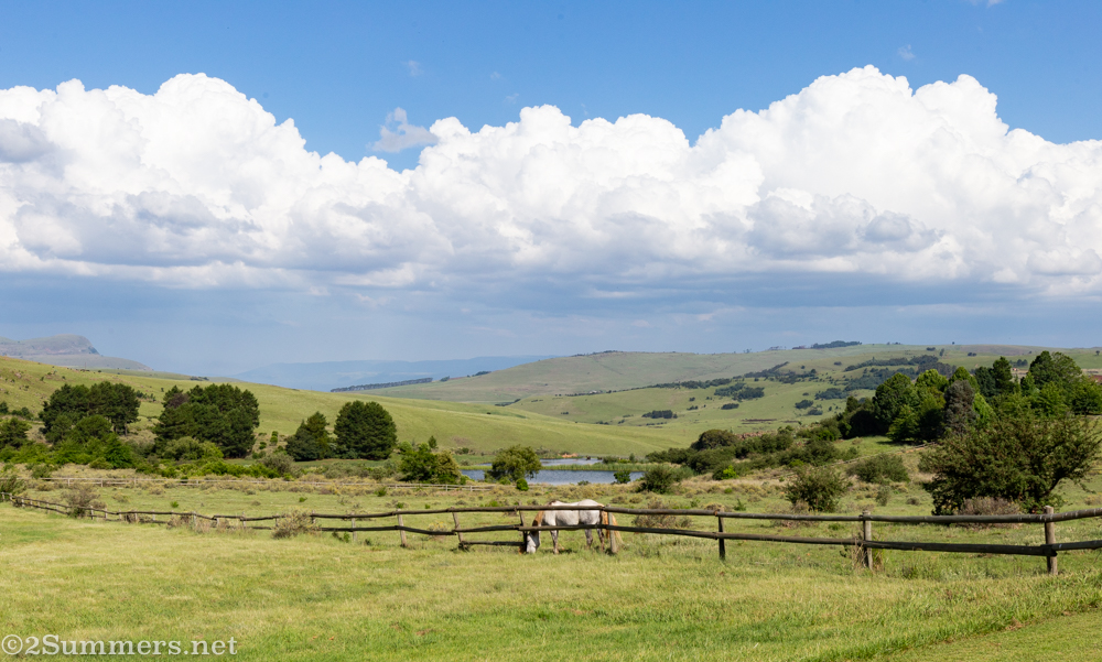 Horse pasture at Walkersons