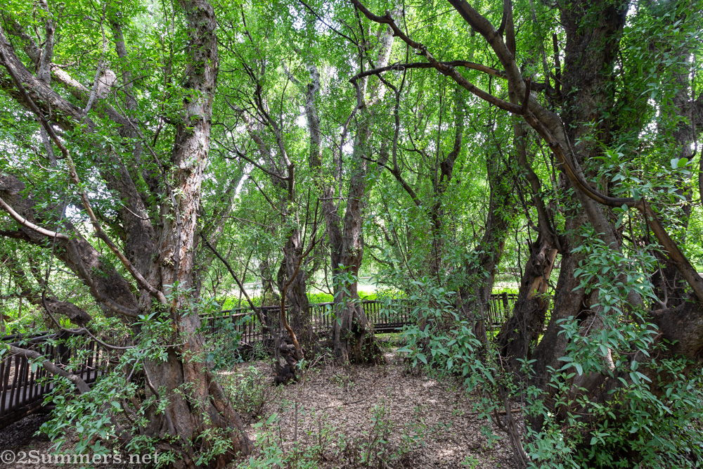 Wonderboom inner circle