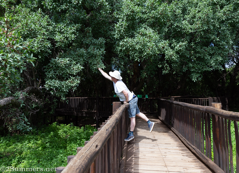 Thorsten picking figs