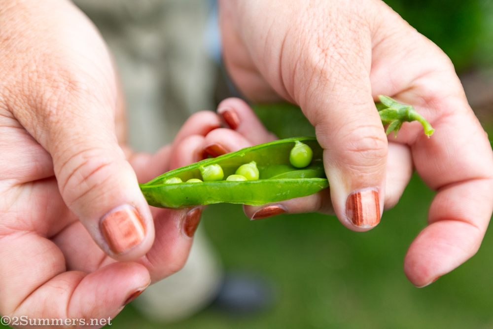 Peapods from the Food Exchange