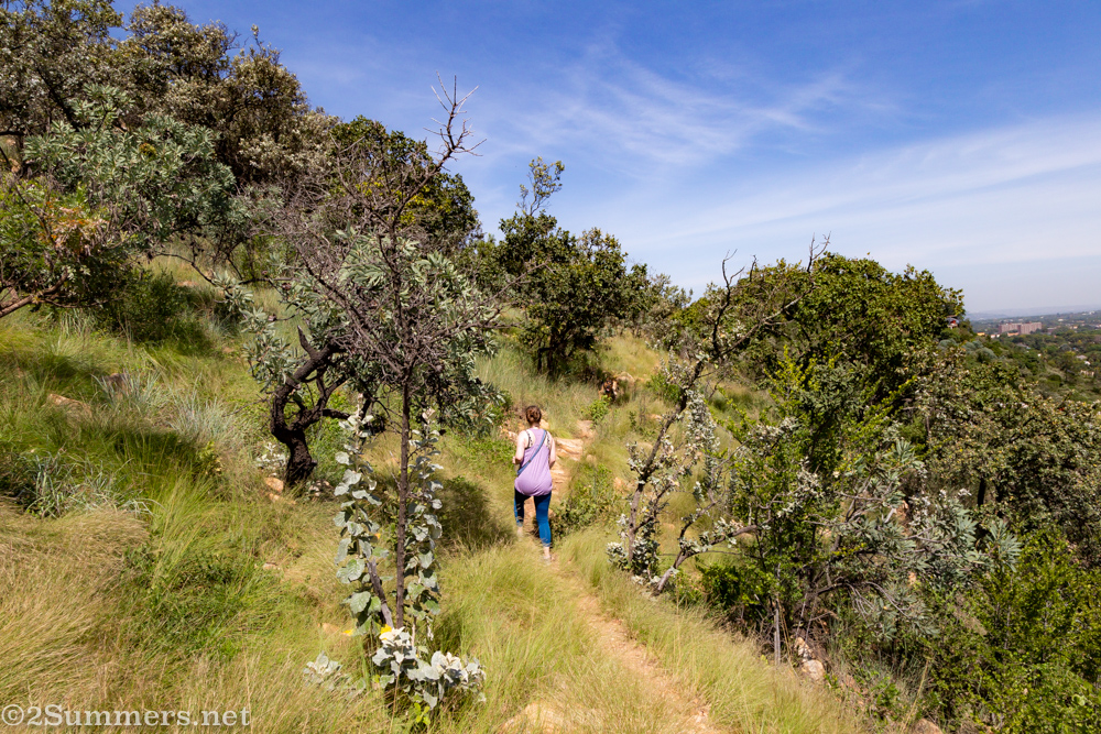 Walking on Linksfield Ridge
