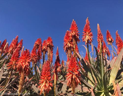 Aloes in Emmarentia