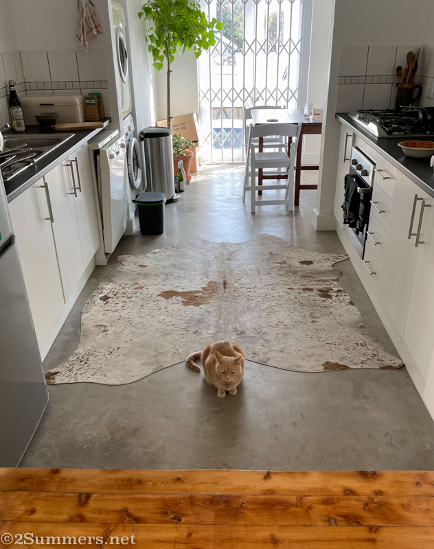 Trixie in the kitchen