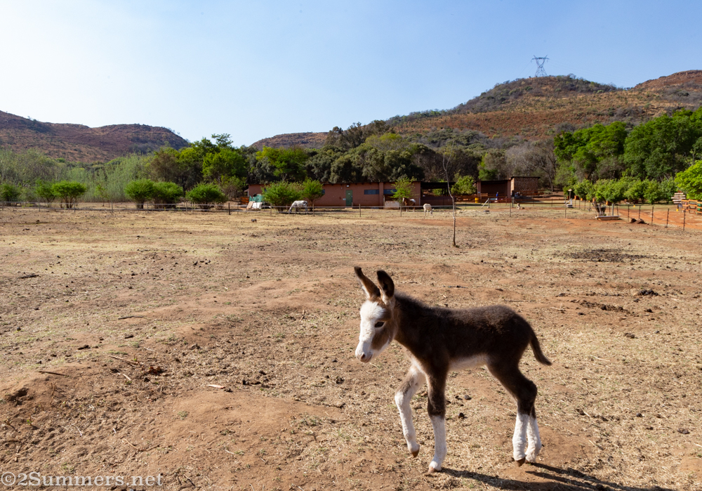 Donkey foal