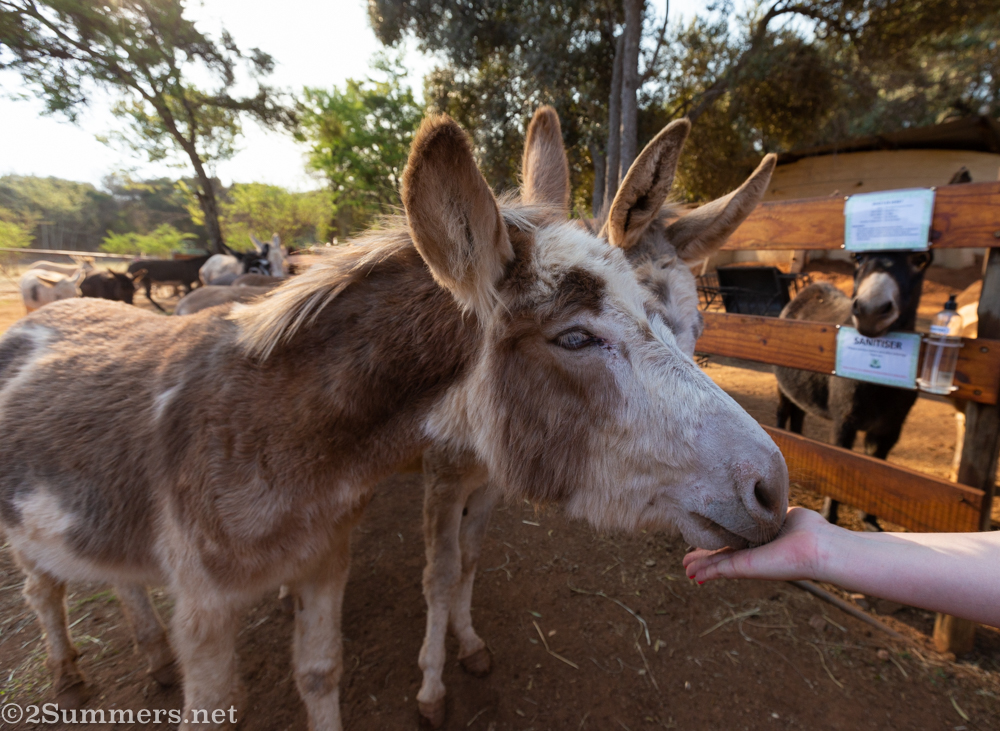 Blue-eyed donkeys