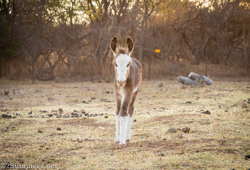 Baby donkey