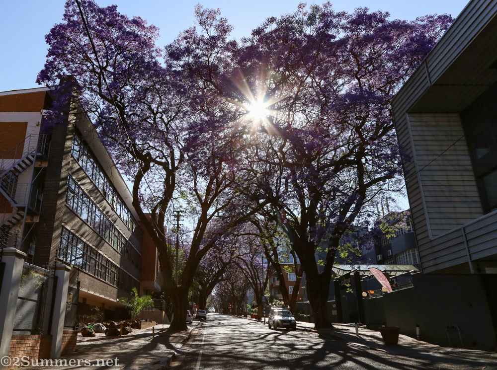 Jacarandas on Tyrwhitt Avenue in Rosebank
