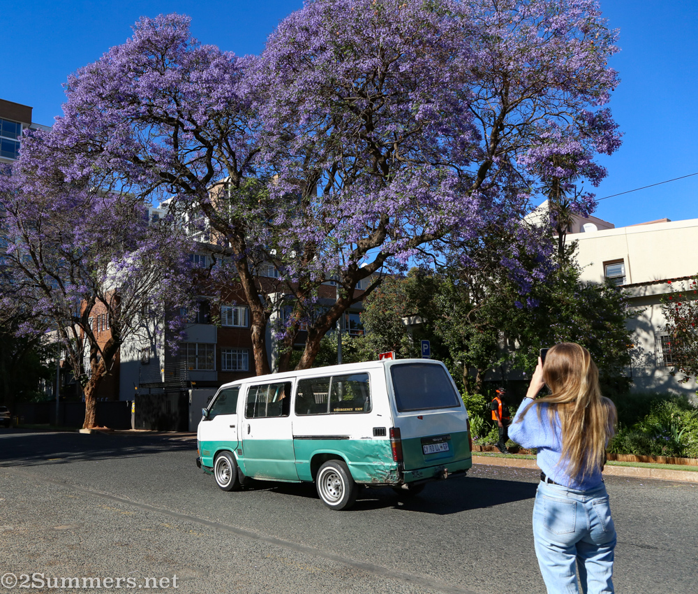 Jacaranda and taxi