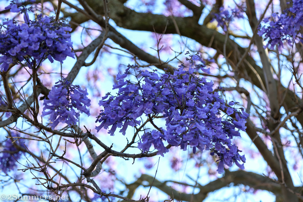 Low-hanging jacaranda petals