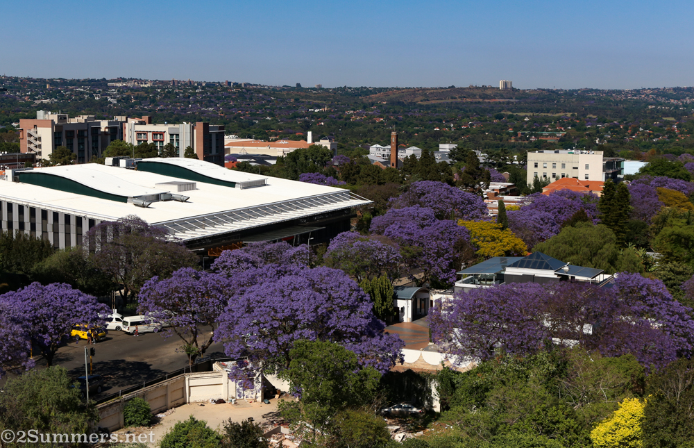 Jacaranda views from the Radisson rooftop