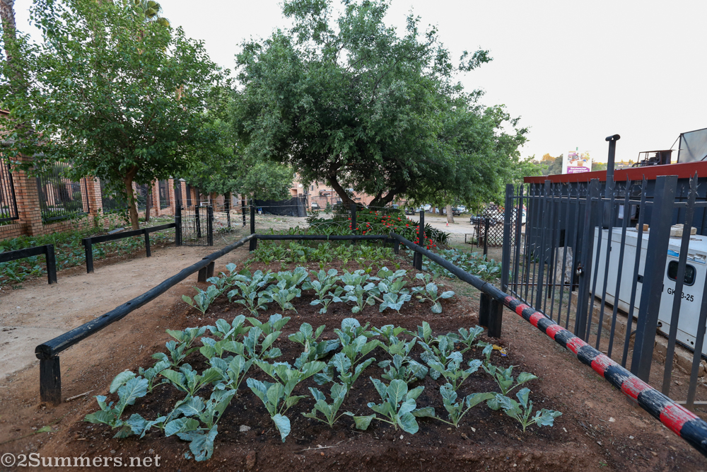 Veggie garden at Roasty’s