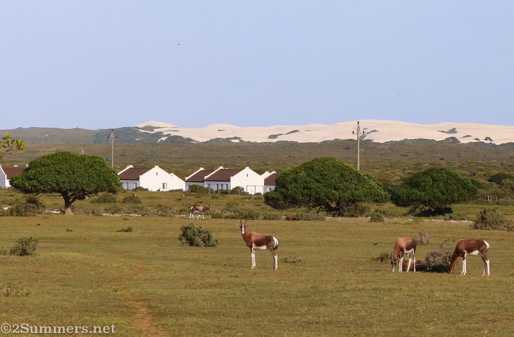 Bontebok grazing at De Hoop Nature Reserve