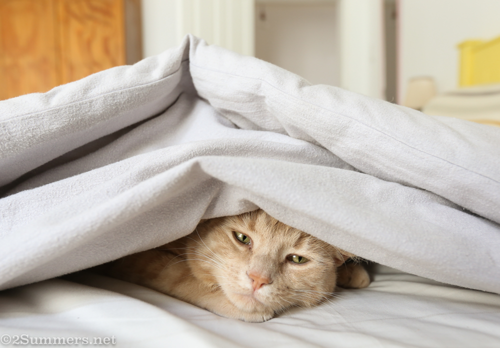 Trixie is sad about the omicron variant