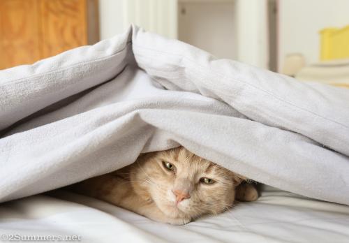 Trixie is sad about the omicron variant