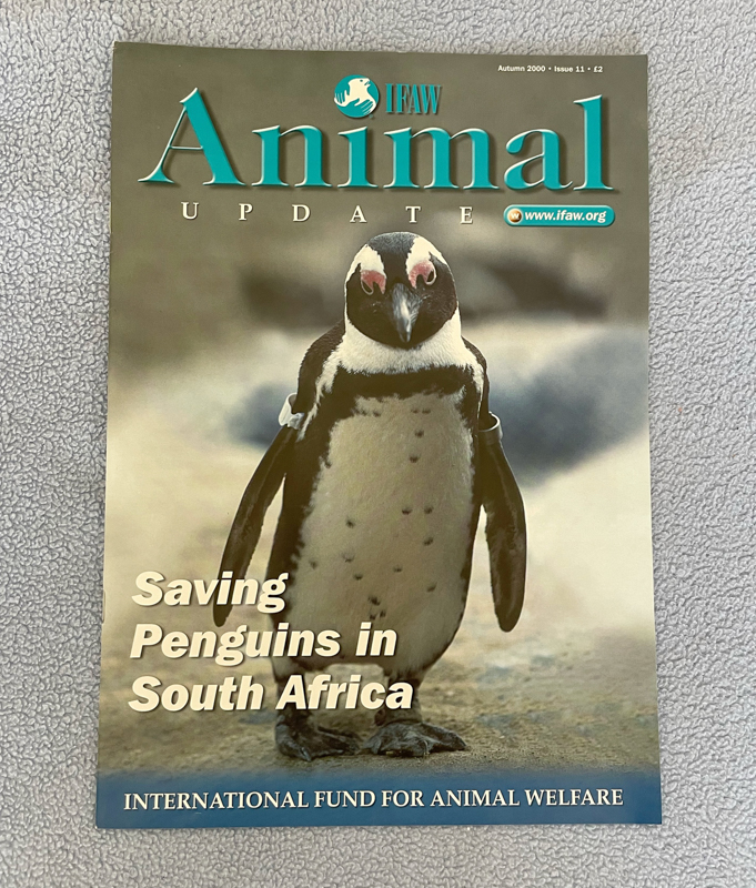 IFAW penguin photo by Jon Hrusa