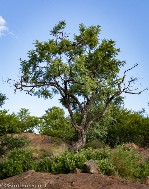 Tree in Klipriviersberg