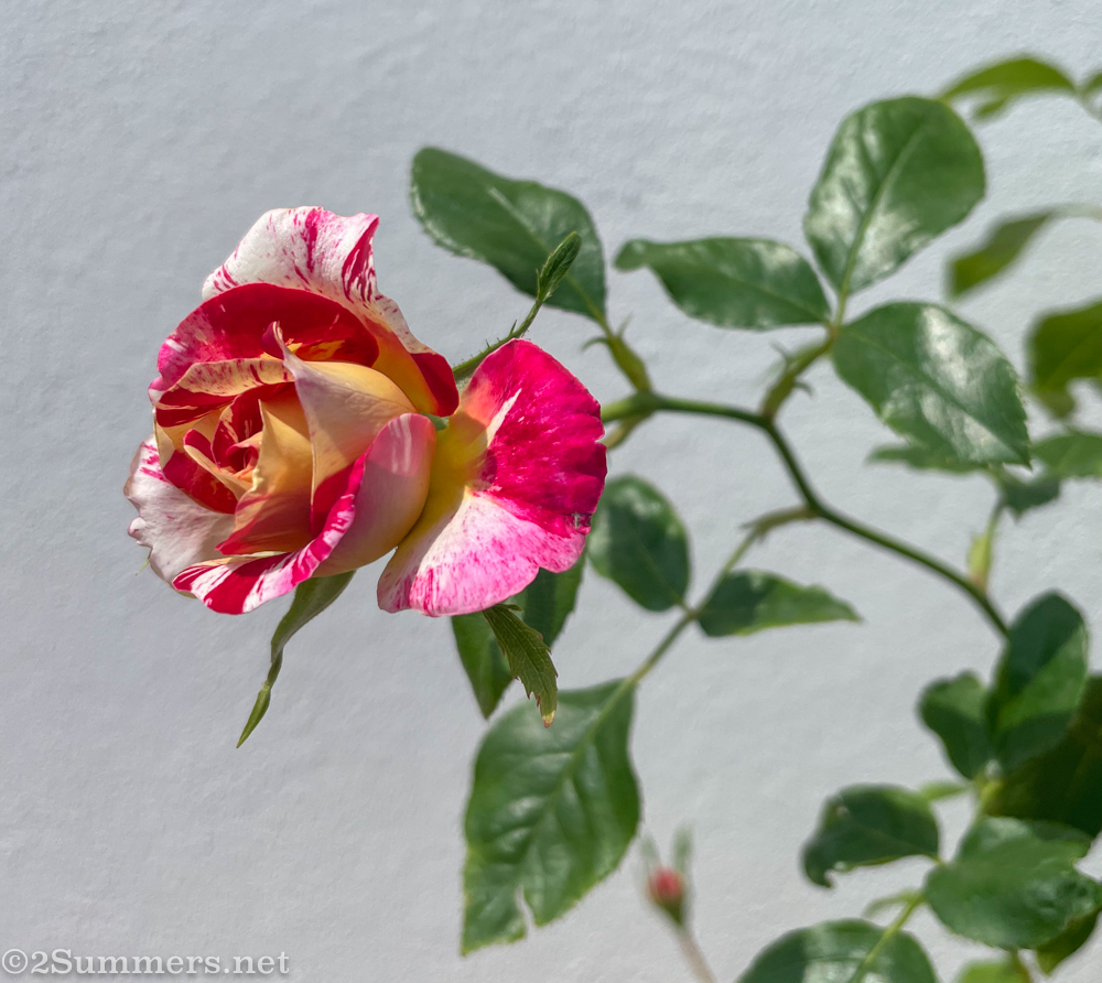 Heather’s Rainbow Nation rose