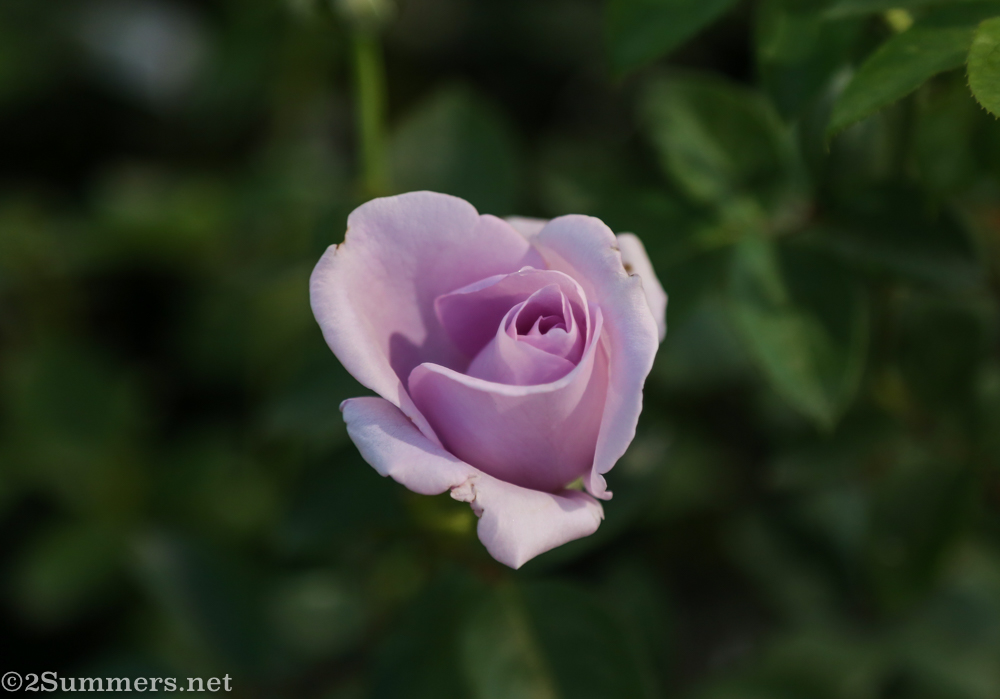 Purple rose