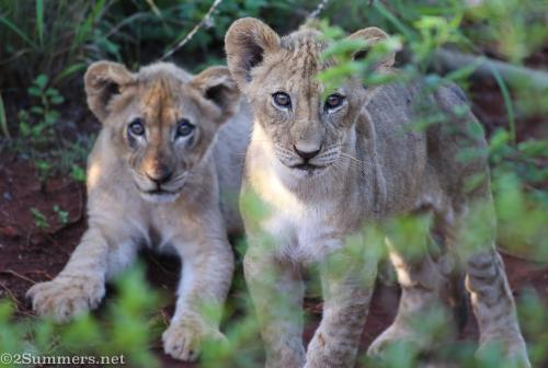 Lion cubs at Thanda Safari