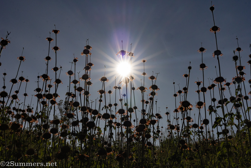 Wild dagga in Kloofendal Nature Reserve