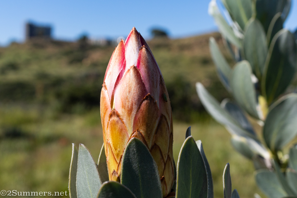King protea preparing to open