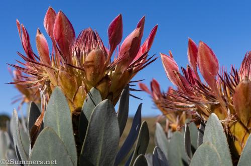 Proteas in bloom at the Kloodendal Nature Reserve