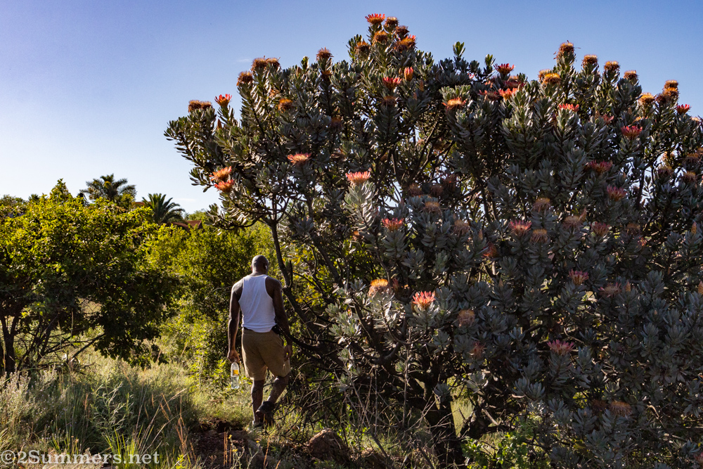 Hiker walking past a protea bush
