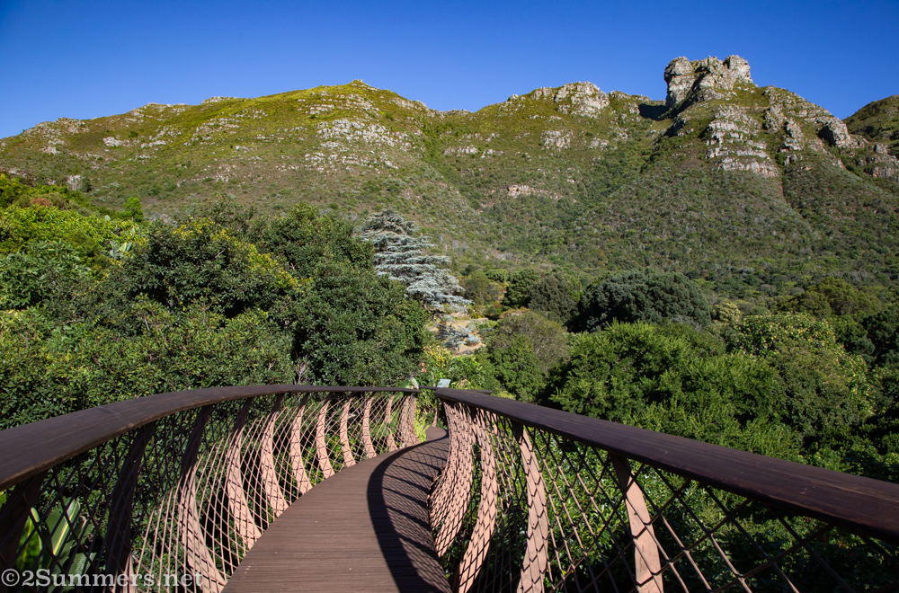 Boomslang in Kirstenbosch