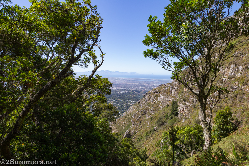 Looking through the trees toward the top of Skeleton Gorge